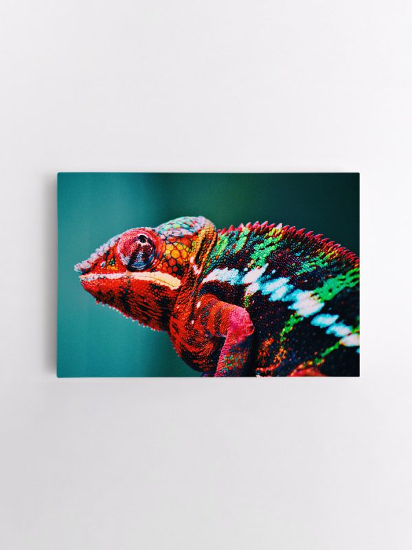 drobė chameleonas