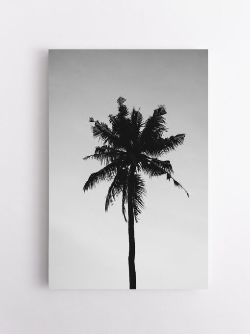 drobė bespalvė palmė