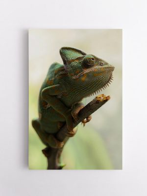 drobė žalias chameleonas