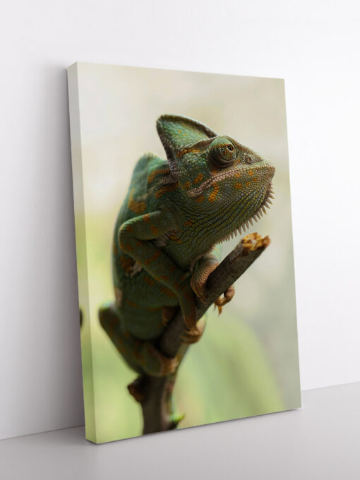drobė žalias chameleonas